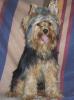 Pictures of a larger size yorkie?? Anyone??-000_0988.jpg