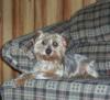 Pictures of a larger size yorkie?? Anyone??-000_0929.jpg
