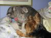 Yorkie's with cat friends-img_0261.jpg