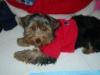 Pictures of a larger size yorkie?? Anyone??-dscn0780.jpg