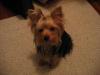 How about the medium size yorkies?-img_1727.jpg