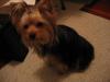 How about the medium size yorkies?-img_1734.jpg