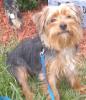 Pictures of a larger size yorkie?? Anyone??-tucker-cropped-halloween.jpg