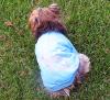 What would your yorkie's shirt say?-go-attitude.jpg