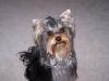 How about the medium size yorkies?-100_0178-600-x-450-.jpg