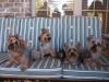 Pictures of a larger size yorkie?? Anyone??-lucy-sophie-ziggy-koko.jpg