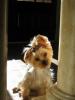 Pictures of a larger size yorkie?? Anyone??-sophie-2.jpg