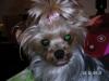 Pictures of a larger size yorkie?? Anyone??-sophie.jpg