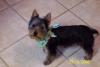 Petsmart Haircuts-100_0292-760-x-507-.jpg