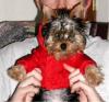 GAP has Yorkie size coats!  LOL!!!!-mia52.jpg