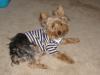 Pictures of a larger size yorkie?? Anyone??-starsky-pup-003.jpg