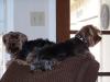 Pictures of a larger size yorkie?? Anyone??-untitledddd.jpg