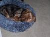 Pictures of a larger size yorkie?? Anyone??-tuck.jpg