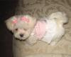yorkie or maltese-lolahkbows.jpg