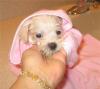 yorkie or maltese-1stbathface.jpg