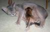 Yorkie's with cat friends-zelda-felicia.jpg