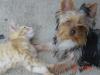 Yorkie's with cat friends-tatum-bud4.jpg