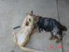 Yorkie's with cat friends-tatum-bud2.jpg