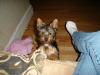 new pics of snickers and with a ROSE in her hair-snickers-4m-7.jpg