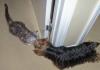 Yorkie's with cat friends-dcp_0218-600-x-421-.jpg