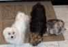 Yorkie's with cat friends-dcp_0241-600-x-416-.jpg