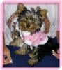 Thank You Diva Pup-princesstee-medium-web-view.jpg