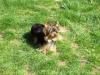 Silk and "little pup" enjoying sunshine today-000_0053.jpg