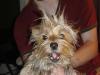 Does your yorkies hair look wild when they get up?-crazybiddy1.jpg