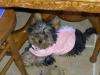 Yorkie and Chihuahua mix-pict0037-medium-web-view.jpg