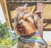 Yorkie haircuts-aftergroomer-sm.jpg