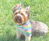 Yorkie haircuts-aftergroomer1.jpg