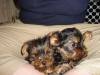 I got pics !!!!!-my-yorkie.jpg