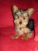 6 month old yorkie female!?!?!-zoe21.jpg
