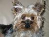 Does your yorkies hair look wild when they get up?-more-mn-8-.jpg