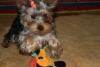 yorkies and birds?-img_2673-small-.jpg