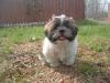 getting new puppy help name him!!-authur-032.jpg