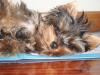 Does your yorkies hair look wild when they get up?-espelucada.jpg