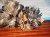 Does your yorkies hair look wild when they get up?-espelucada2.jpg