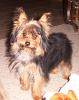 Does your yorkies hair look wild when they get up?-dcp_0044.jpg