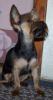 OH MY she is Tiny-izzy-shaved-3-pics.jpg