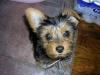 How do i tell if my yorkie is mixed?????-floppy-ear.jpg