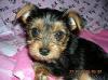 How do i tell if my yorkie is mixed?????-little.jpg