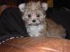 How do i tell if my yorkie is mixed?????-lydia-first-day-home.jpg
