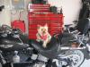 Oscar  - My Little Biker Dude!-harley-dog-2.jpg
