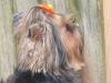 Does your yorkie have a hobby ?-spying-400-x-299-.jpg