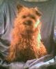 whos got the youngest & oldest yorkie-998zac002.jpg