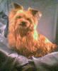 whos got the youngest & oldest yorkie-998zac001.jpg