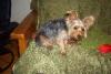 Do I Have a Real Yorkie Part II (Pics of Regina's pup)-resized_masyanya05-043.jpg