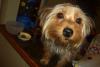 Do I Have a Real Yorkie Part II (Pics of Regina's pup)-masyanya05040.jpg