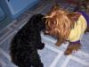 Scrappydoo taking care of his new sister-101_1929-640-x-480-.jpg